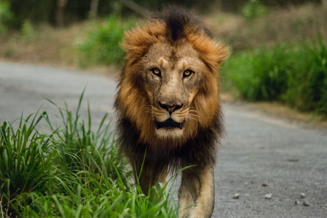 Lion on a road