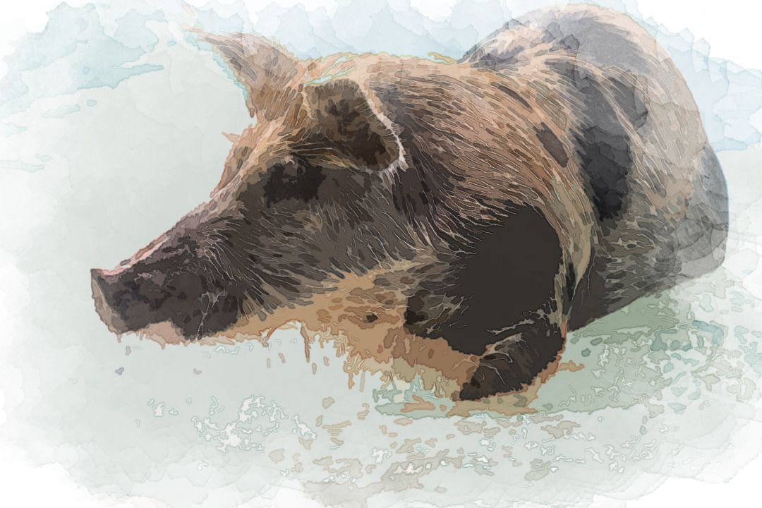 brown and black pig in body of water