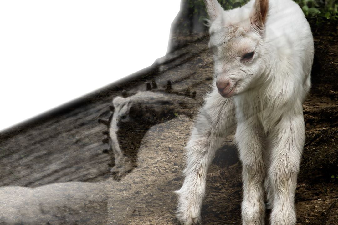 The Ethical Treatment of Animals The Ethical Treatment of Animals