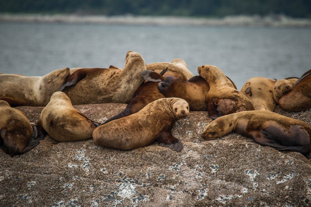 Sea Puppies