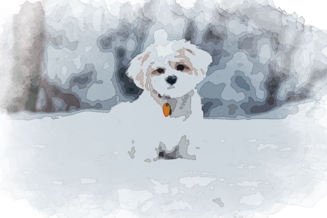 white dog standing on snow field beside tree