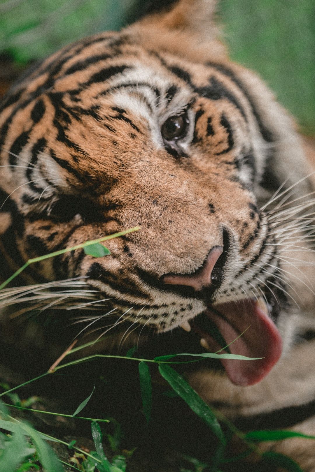 shallow focus photography of tiger