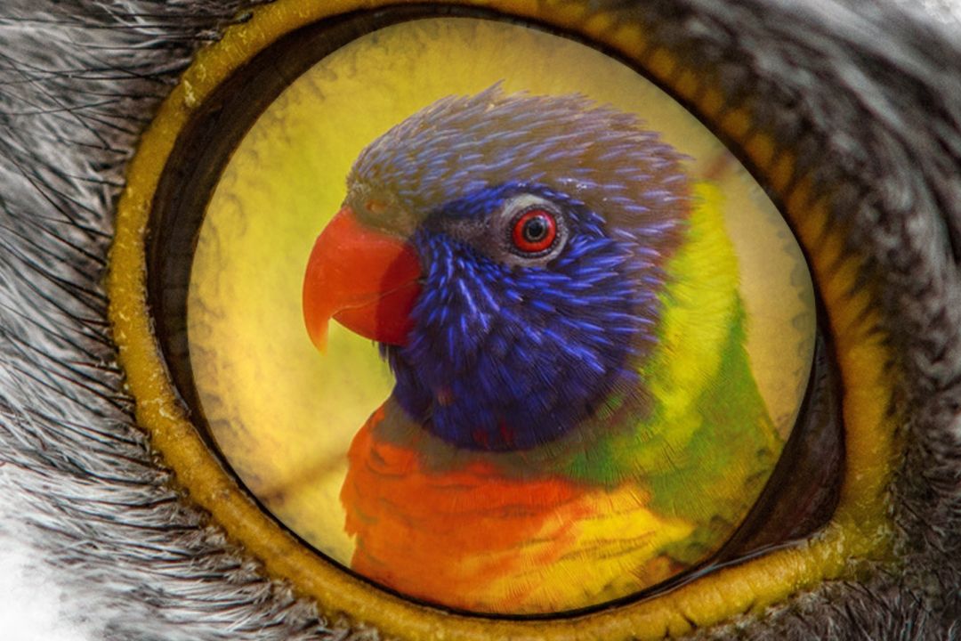 selective focus photography of blue, red, and green bird