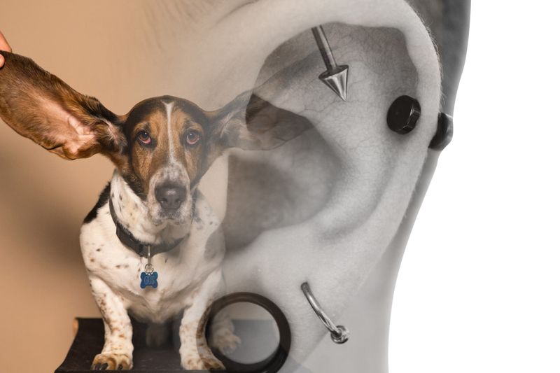 Vincent van Gogh-ear