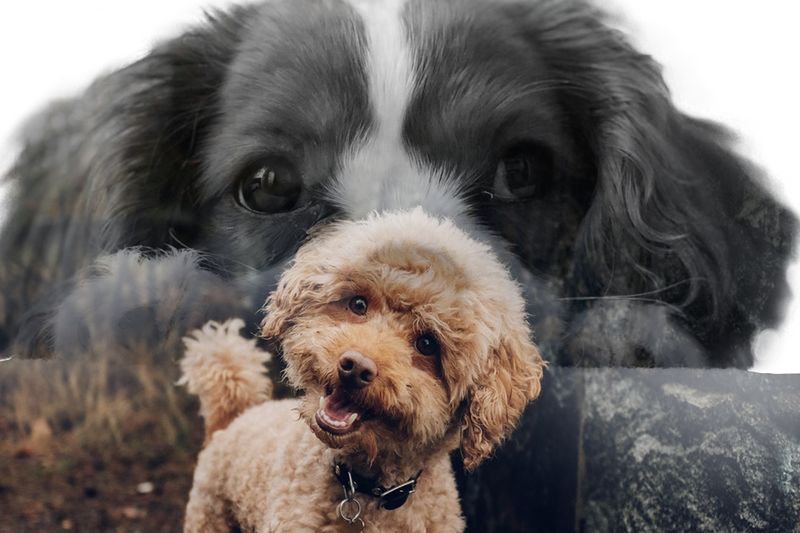 Doppelgänger: Do Not Apply!