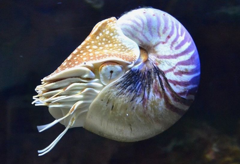 The Nautilus: Science and Symbol
